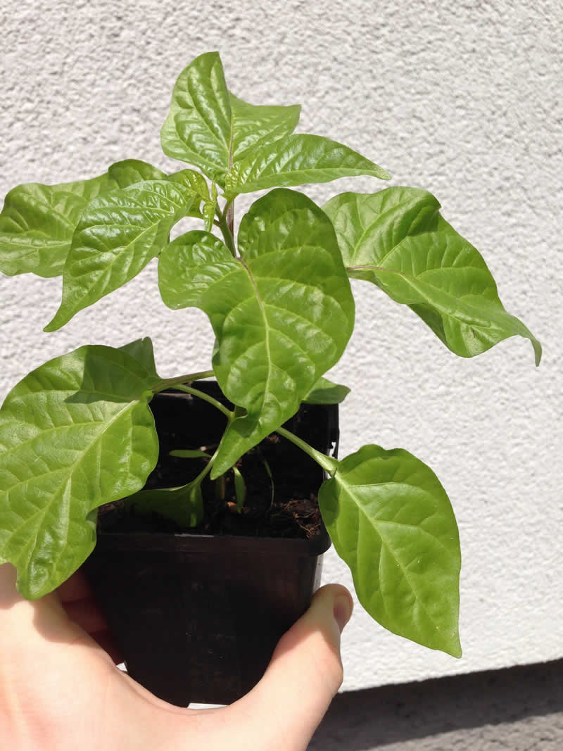 Habanero plant