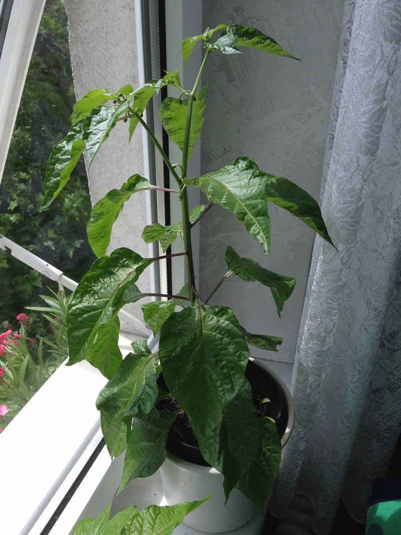 Habanero plant