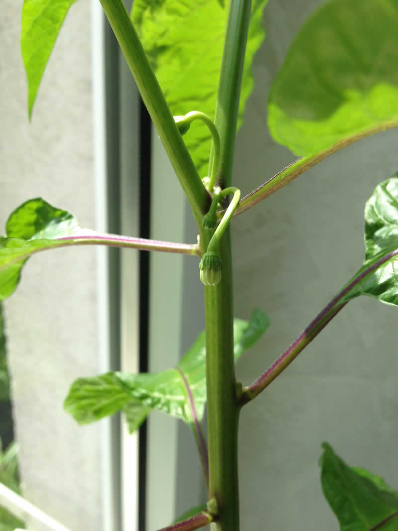 Habanero flowers