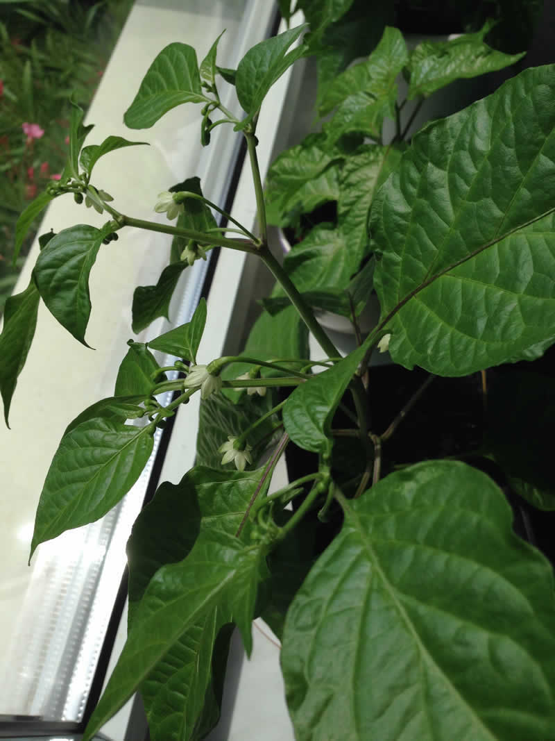 Habanero flowers