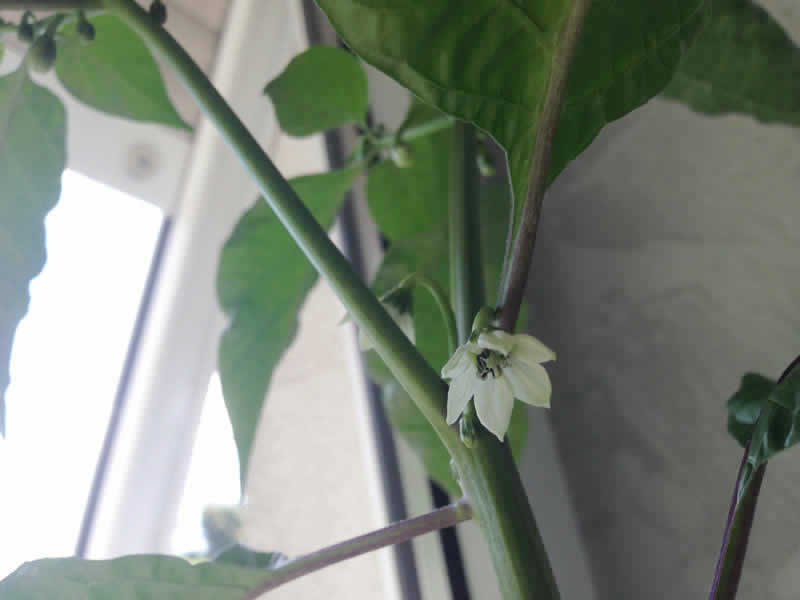 Habanero flowers