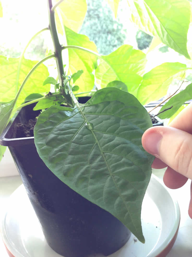 Habanero plant