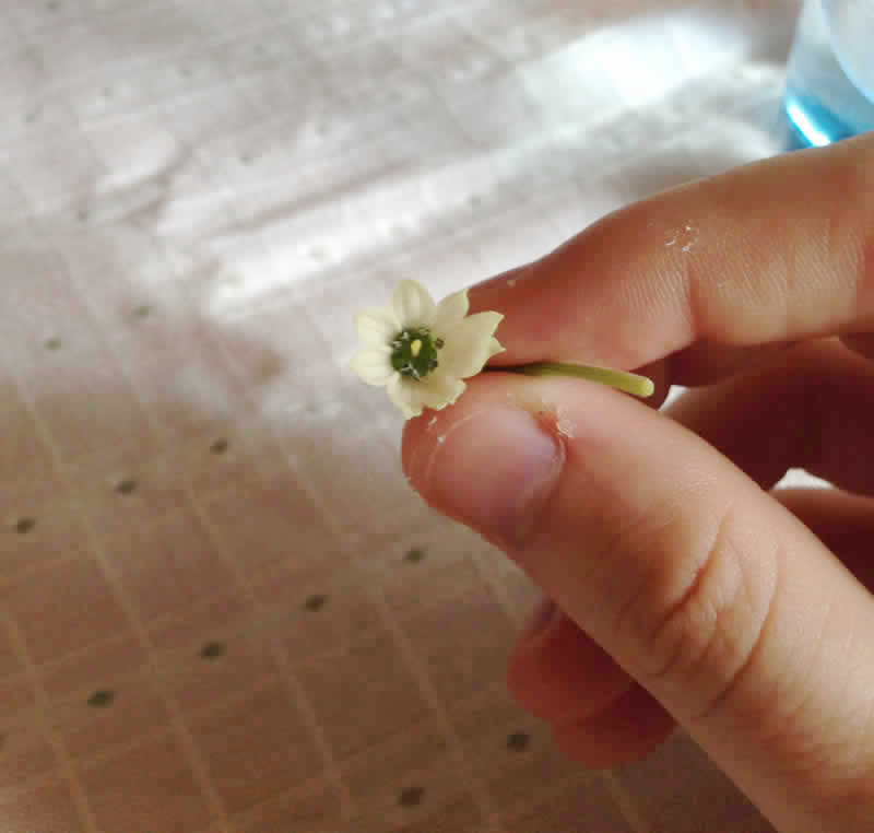 Habanero flower