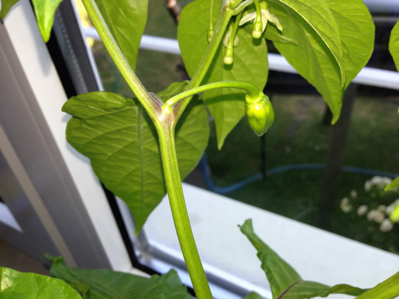 Habanero Fruit