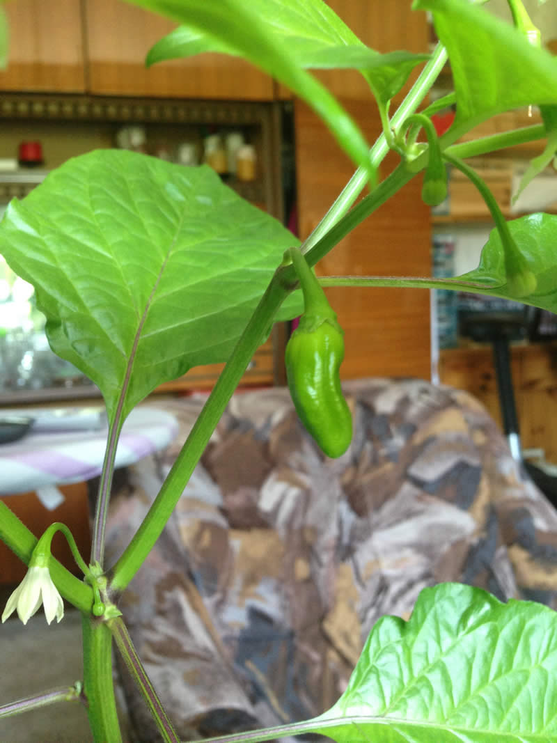 Habanero Fruit growing