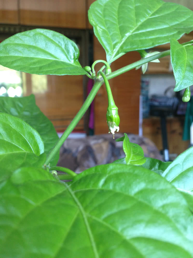 Habanero Fruit