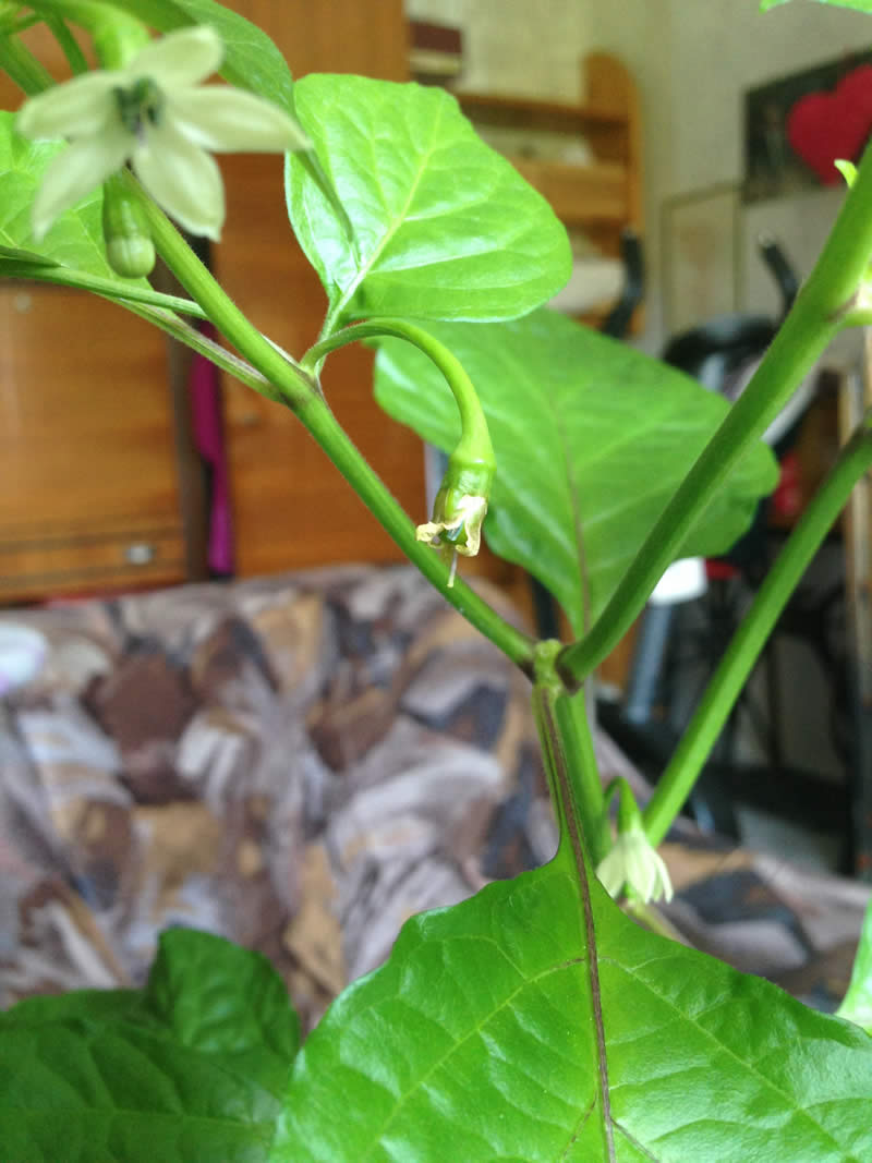 Habanero Fruit with flower rest