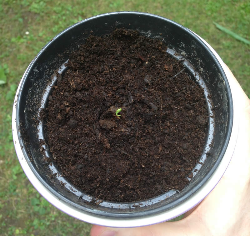Plant in jar 1