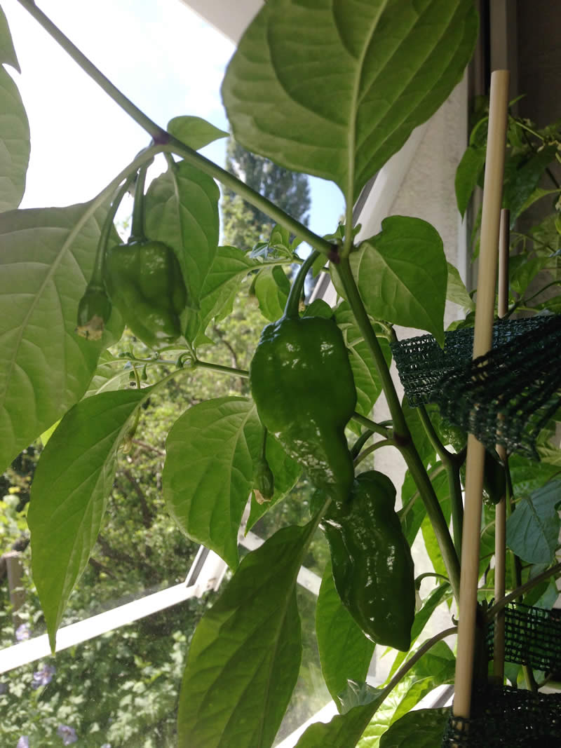 Habanero Fruits 3