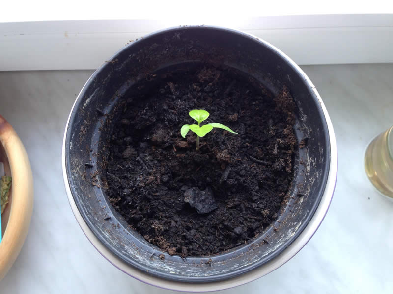 Plant in jar 3
